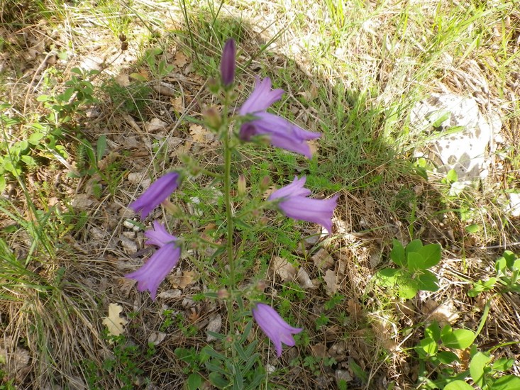 Campanula sibirica